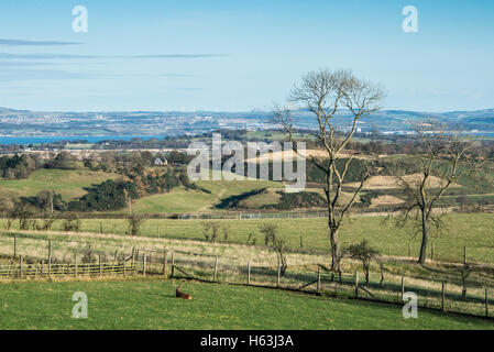 Vue sur la campagne écossaise à l'estuaire de la rivière Forth avec une red deer (Cervus elaphus) dans un champ Banque D'Images