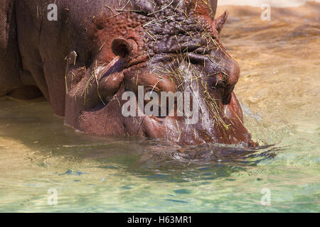 L'Hippopotame commun (Hippopotamus amphibius) se plongeant dans l'eau. Banque D'Images