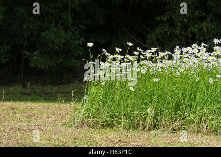 L'herbe verte et de camomille dans la nature Banque D'Images