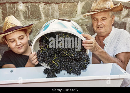 Jeune garçon avec son grand-père parsèment grappes de raisins à la vigne. Thème vintage. Chasse d'automne. Filtre photo jaune. Banque D'Images