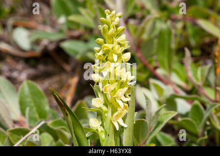 Pseudorchis albida orchid, Groenland Banque D'Images