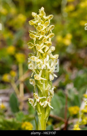 Pseudorchis albida orchid, Groenland Banque D'Images