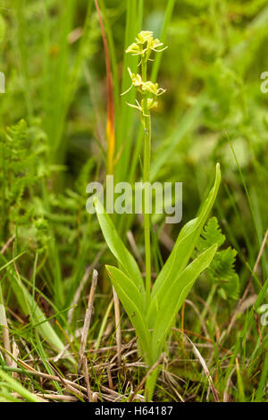 Orchidée Liparis loeselii (fen) montrant la culture d'espèces végétales dans l'environnement, Norfolk, England, UK Banque D'Images