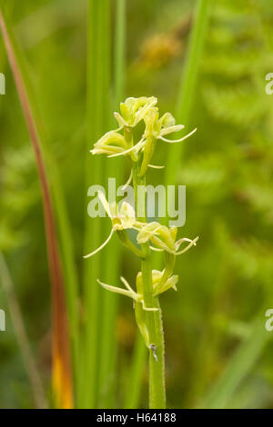 Orchidée Liparis loeselii (fen) montrant close up of flower, grandissant dans l'habitat de marais, Norfolk, England, UK Banque D'Images