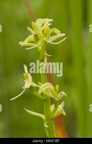 Orchidée Liparis loeselii (fen) montrant close up of flower, grandissant dans l'habitat de marais, Norfolk, England, UK Banque D'Images