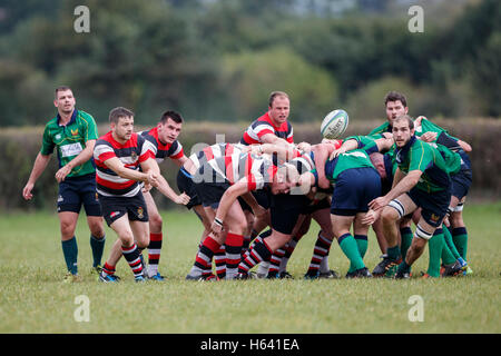 NDRFC 1XV vs Frome RFC 1er XV - Dorset, Angleterre. Demi de mêlée de frome en action, Banque D'Images