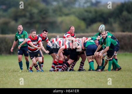 NDRFC 1XV vs Frome RFC 1er XV - Dorset, Angleterre. Demi de mêlée de frome en action, Banque D'Images