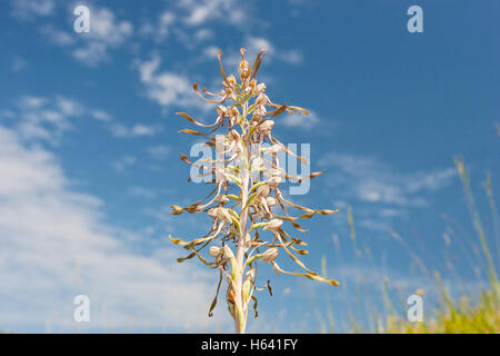 (Himantoglossum hircinum) culture des fleurs dans les prairies, Cambridgeshire, Angleterre Banque D'Images