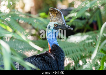 Le sud de Cassowary Banque D'Images