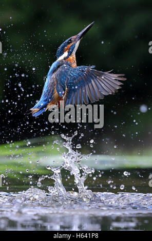 Kingfisher (Alcedo commun sauvage atthis) sortant de l'eau. Prise en Ecosse, Royaume-Uni Banque D'Images