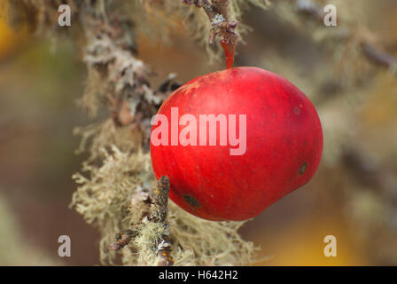 Les pommes d'automne, EE Wilson de faune, de l'Oregon Banque D'Images