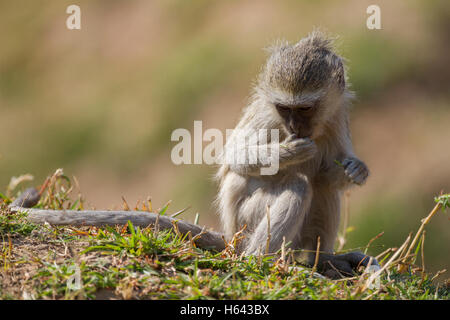 Un singe (Chlorocebus pygerythrus) se nourrissant sur le terrain Banque D'Images