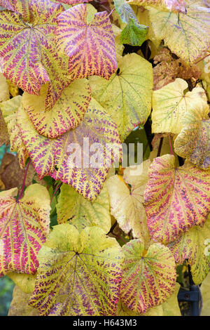 Feuilles de Vitis vinifera . Les feuilles de vigne en automne à RHS Wisley Gardens, Surrey, Angleterre Banque D'Images