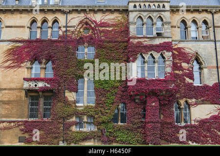 Du Parthenocissus tricuspidata. Réducteur japonais / Boston lierre sur les murs au Christ Church College à l'automne. Oxford. UK Banque D'Images