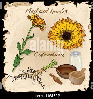 Collection d'herbes médicales. Vector illustration isolé de calendula. Illustration de Vecteur