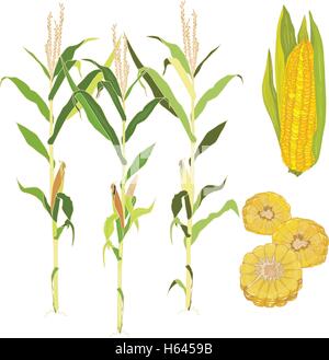 Vector illustration isolé du maïs Illustration de Vecteur