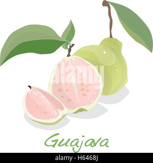 La goyave vert frais et biologiques ou Apple goyave (Psidium guajava) vector illustration Illustration de Vecteur