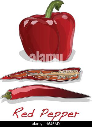 Poivre rouge sur fond blanc vector illustration Illustration de Vecteur