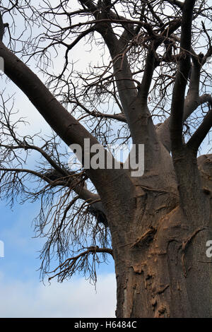 Les hautes branches d'un baobab dans la région sauvage de Tuli au Botswana, l'Afrique. Banque D'Images