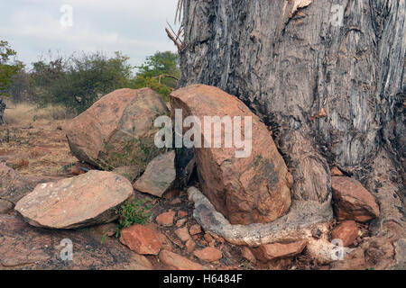 Les roches sont lentement sombré dans le tronc de ce Baobab qui a été endommagée par les éléphants à la recherche d'eau à l'intérieur du Botswana Banque D'Images