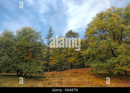 Couleurs d'automne sur Loenermark, une réserve naturelle de collines avec bois et landes, Loenen, région de Veluwe, Gueldre, Pays-Bas. Banque D'Images