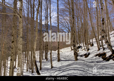 La forêt enneigée dans parc national espagnol d'Ordesa Banque D'Images