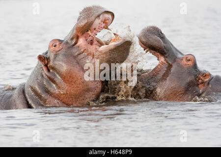 La lutte contre les hippopotames (Hippopotamus amphibius), Chobe National Park, Botswana, Africa Banque D'Images