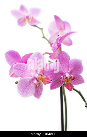 Près d'une orchidée isolé sur fond blanc Banque D'Images