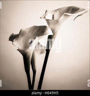 Noir et blanc d arum close up Photo Stock Alamy