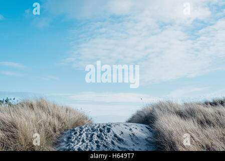 Le Danemark, l'Esla, dunes à la mer Baltique Banque D'Images