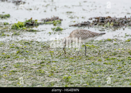 Grey plover (Pluvialis squatarola), en plumage d'hiver, nourriture dans les vasières. L'oiseau mange un ver marin. Banque D'Images