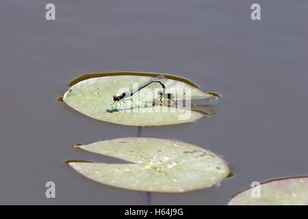 Lestes sponsa, Emerald paire de demoiselles en tandem en ponte, Finlande Banque D'Images