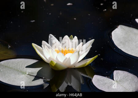 Nymphaea alba, White Water-lily Banque D'Images