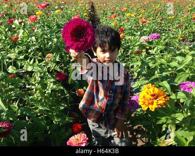 Jeune garçon tenant une fleur Zinnia fraîchement cueillis. Banque D'Images