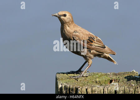 Les juvéniles l'Étourneau sansonnet (Sturnus vulgaris) Banque D'Images