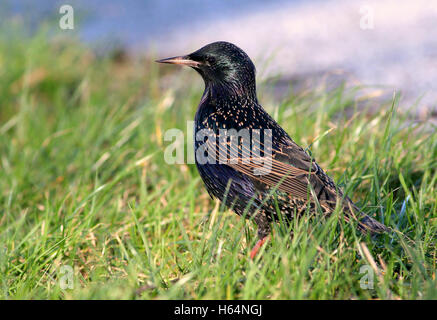 L'Étourneau sansonnet (Sturnus vulgaris) marcher dans l'herbe, low point de vue Banque D'Images