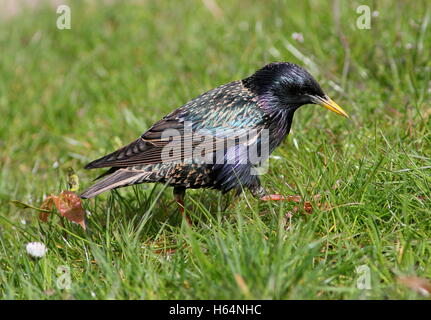 L'Étourneau sansonnet (Sturnus vulgaris) à pied et d'alimentation dans un pré Banque D'Images