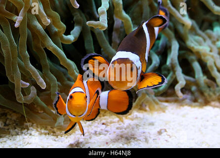 Paire de commun du Pacifique ou Ocellaris Clownfish Amphiprion ocellaris () face à l'appareil photo Banque D'Images