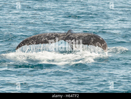 Les baleines à bosse à Hervey Bay, Queensland, Australie.haut lieu pour l'observation des baleines, destination de vacances.voyage Queensland et profiter du climat chaud. Banque D'Images