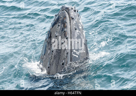 Les baleines à bosse à Hervey Bay, Queensland, Australie.haut lieu pour l'observation des baleines, destination de vacances près de Fraser Island Banque D'Images