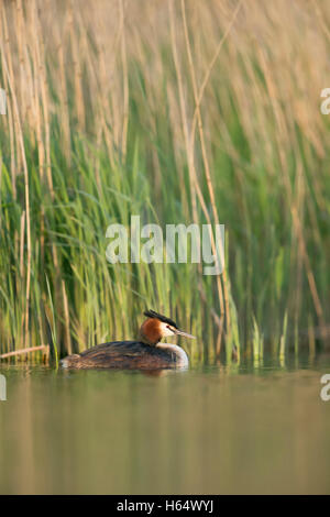 Grèbe huppé / Haubentaucher ( Podiceps cristatus ) dans son habitat naturel, détendu, piscine en face de roseaux. Banque D'Images