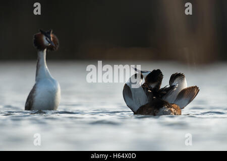 Beaucoup de grèbes huppés (Podiceps cristatus ) paire, effectuer la parade nuptiale, beau pingouin et cat constituent, à moitié ouvert les ailes. Banque D'Images