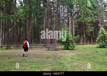Randonneur promenades à travers une forêt Banque D'Images
