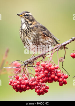 Redwing festoyant sur les baies en automne. Banque D'Images