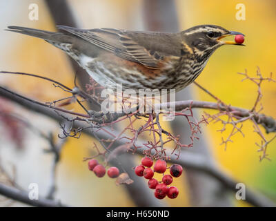 Redwing festoyant sur les baies en automne. Banque D'Images