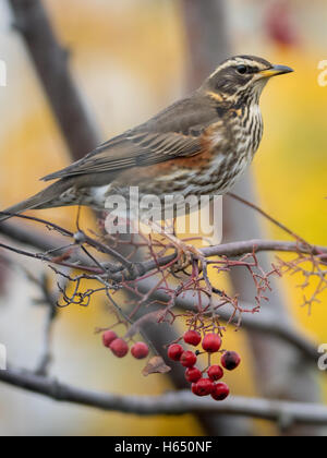 Redwing festoyant sur les baies en automne. Banque D'Images