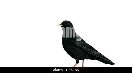 Alpine chough crave à bec jaune ou, Pyrrhocorax graculus, seul oiseau debout dans la neige, le nord de l'Espagne, Avril 2008 Banque D'Images