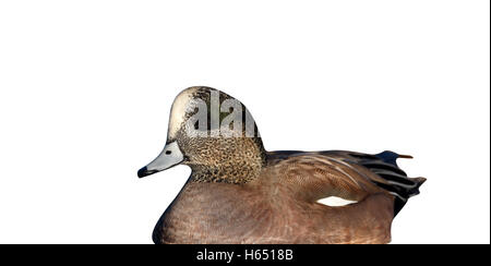 Le Canard d'Amérique, Anas americana, homme, Arizona, USA, hiver Banque D'Images