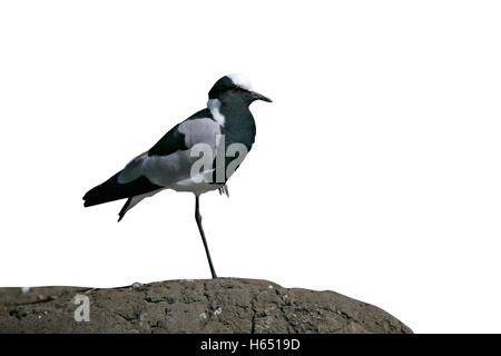 Blacksmith plover, Vanellus armatus, seul oiseau sur le sol, en Tanzanie Banque D'Images