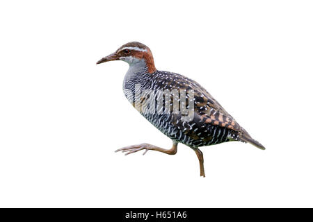 Buff-banded rail, Gallirallus philippensis, seul oiseau sur l'herbe, l'Indonésie, Mars 2011 Banque D'Images